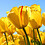 Waseem_Raja
